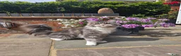 Maine Coon cats for sale: GCCF female maine coon - Advert 2