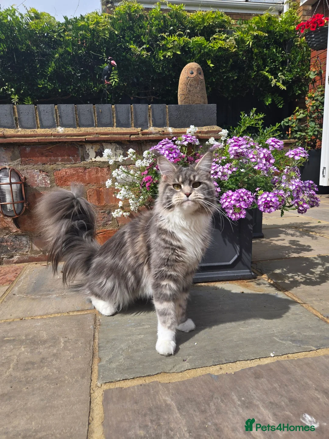 Maine Coon cats for sale: GCCF female maine coon - Advert 2