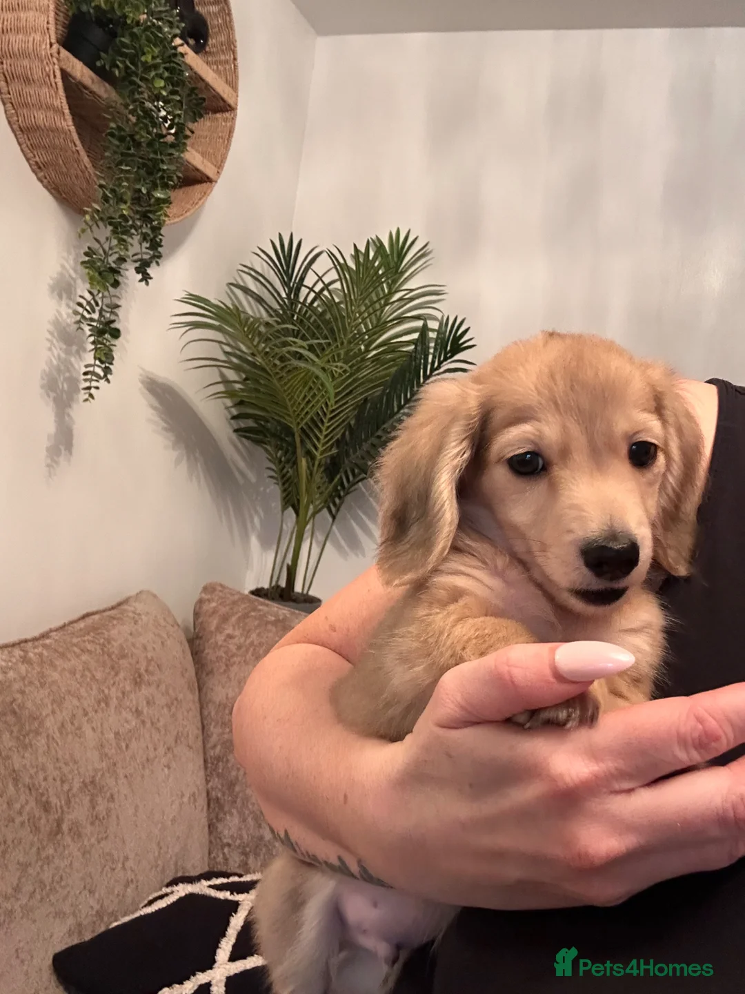 Miniature Dachshund dogs for sale: **One boy left**Cream miniature dachshunds - Advert 2
