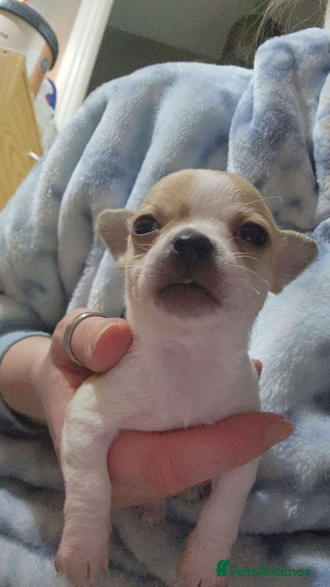 Chihuahua dogs for sale: 3tiny treasures looking for loving homes  - Advert 2