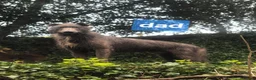 Mixed Breed dogs for sale: Lurcher  puppies  - Advert 11