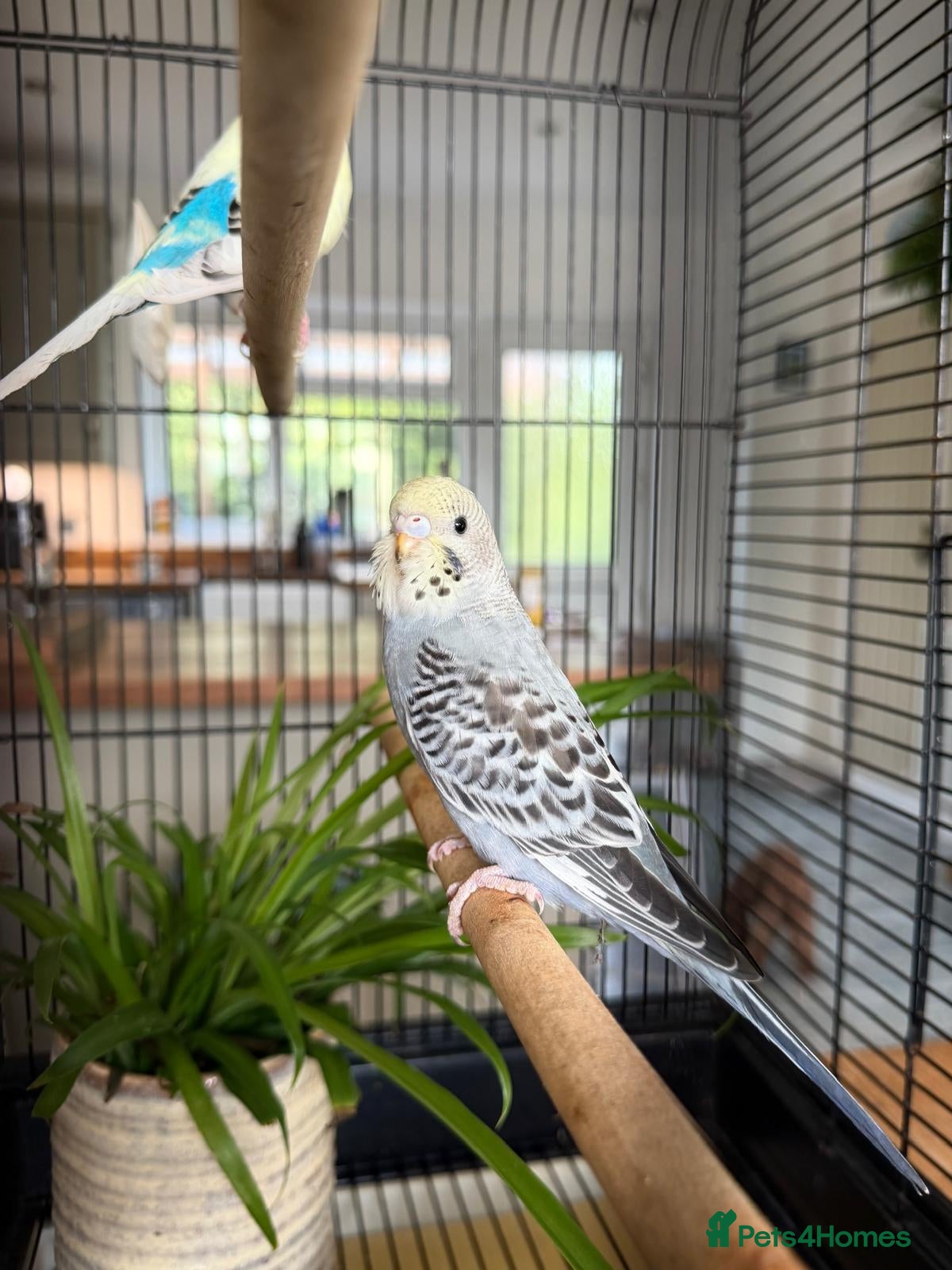 Budgerigars birds Young Budgies - Advert 3