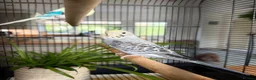 Budgerigars birds for sale: Young Budgies in Carlisle - Advert 1