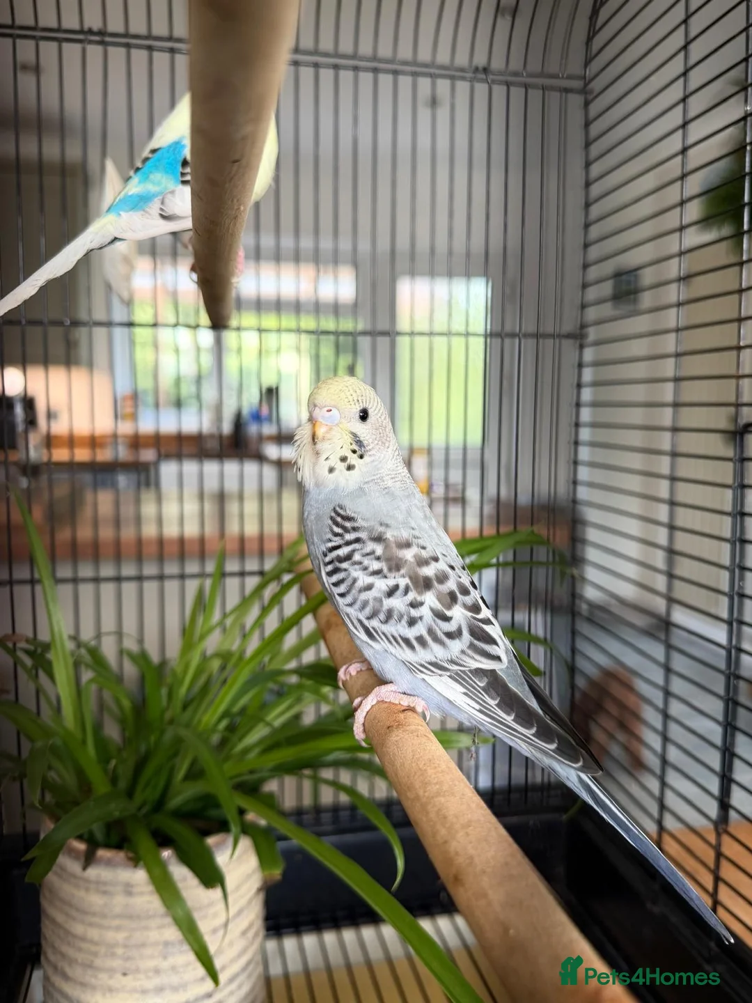 Budgerigars birds for sale: Young Budgies in Carlisle - Advert 1