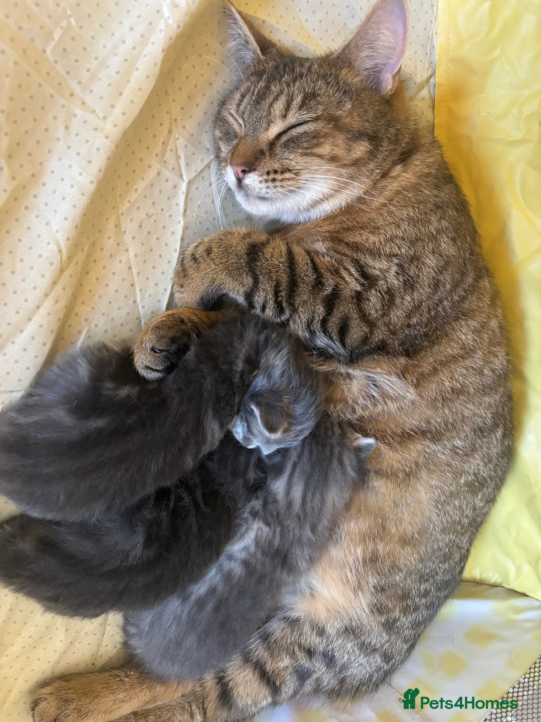 British Shorthair cats for sale: 2 grey Tabby kittens for sale in Southampton - Advert 2