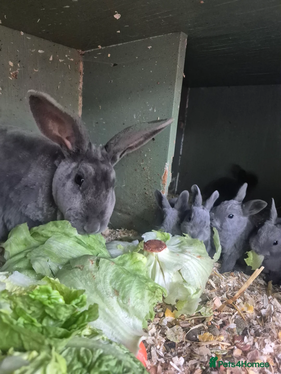 Rex rabbits for sale: Blue opal standard rex rabbits  - Advert 1
