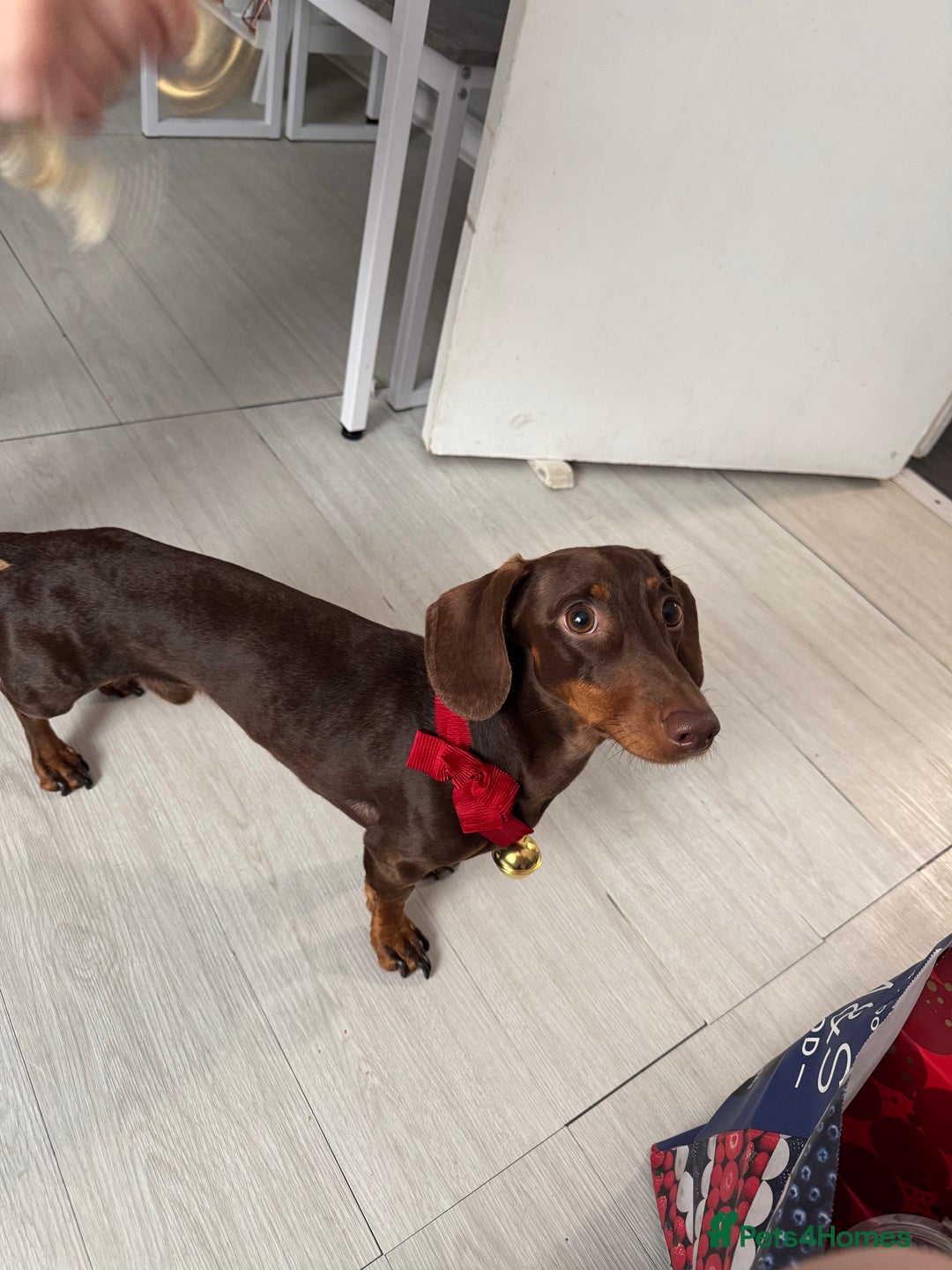 Dachshund dogs for stud: STUD ONLY (not for sale) - Advert 8
