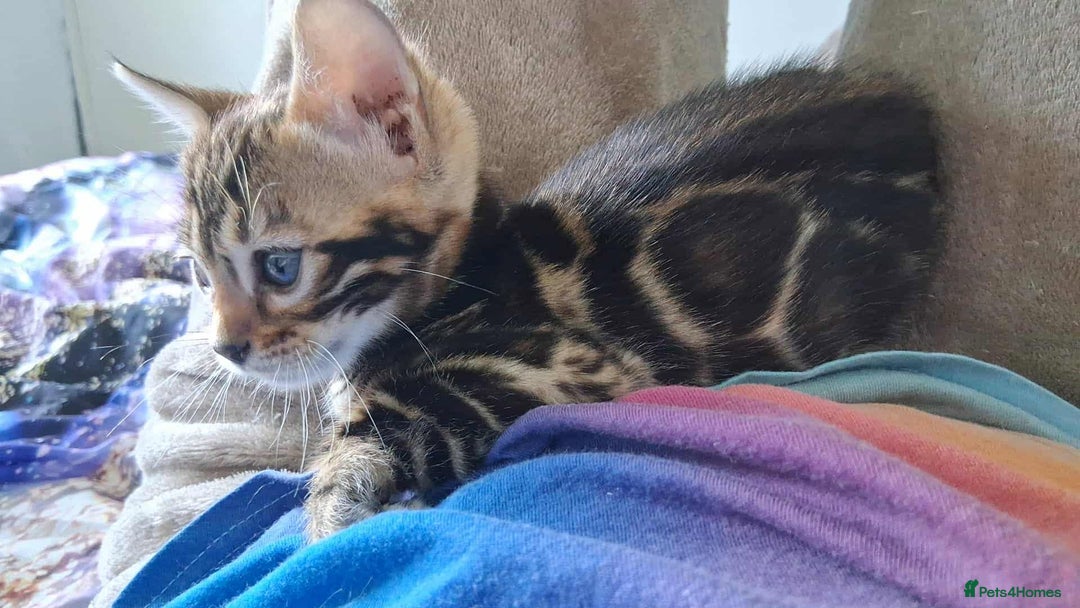 Bengal cats for sale: Brown Clouded Top Quality Bengals - Image 3