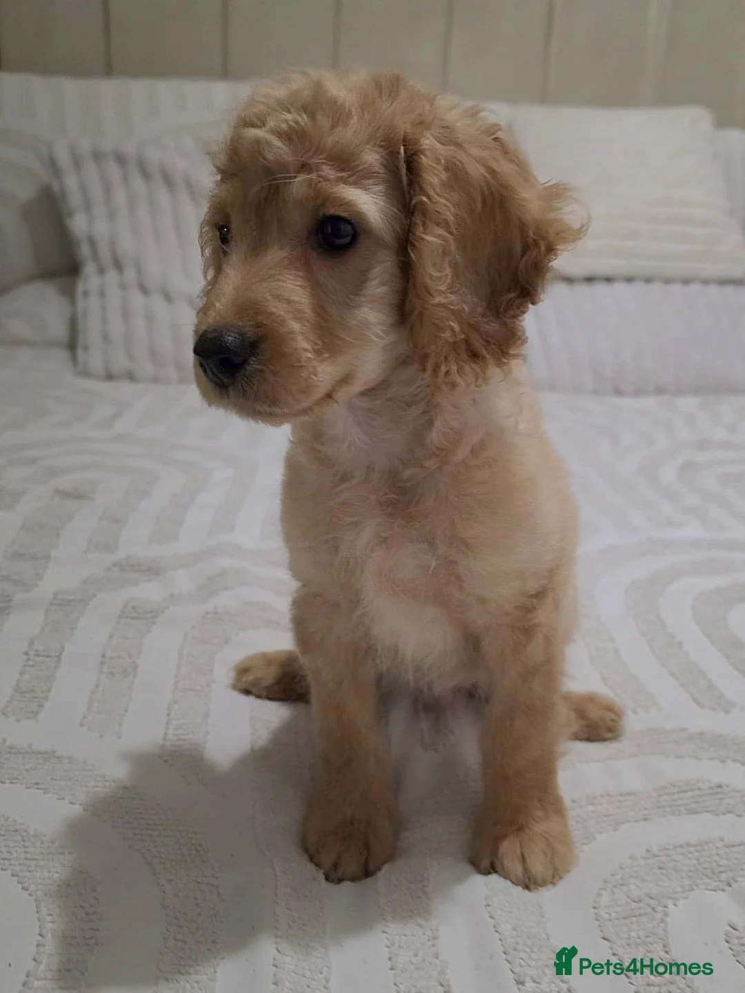 Mixed Breed dogs for sale: Male Cockapoo Puppy - Advert 2