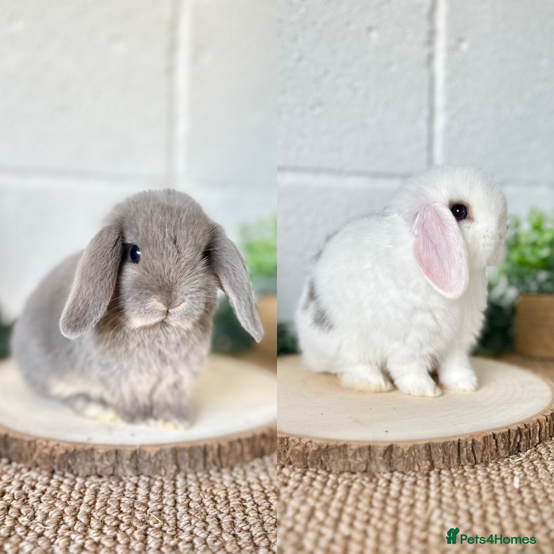 Mini Lop rabbits Two Mini Lop boys available to reserve🐰🌿  - Advert 1