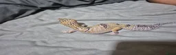 Leopard Gecko reptiles for sale: Female leopard gecko 2 years old - Advert 4