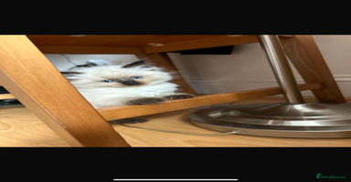 Ragdoll cats - Advert 9