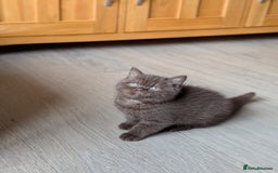 British Shorthair cats for sale: GCCF Champion bred British shorthair  - Image 4