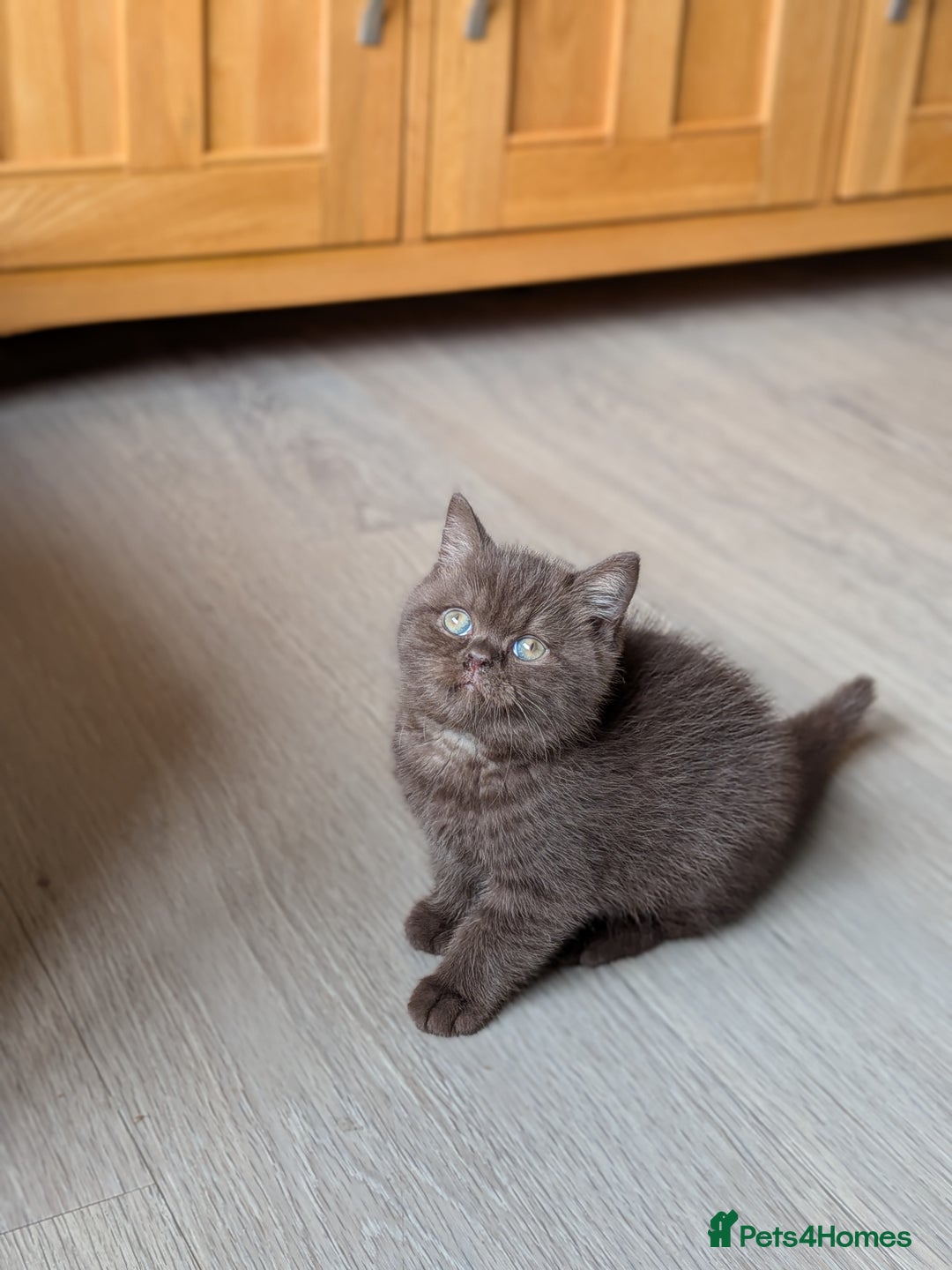 British Shorthair cats for sale: GCCF Champion bred British shorthair  - Image 4