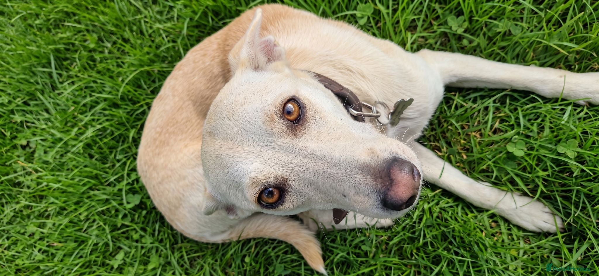 Lurcher dogs 🐾 Gerda Calm Affectionate Intelligent Companion - Advert 2