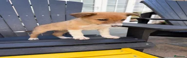 Border Collie 4