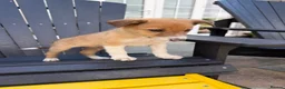 Border Collie dogs for sale: Border collie pups for sale - Advert 11