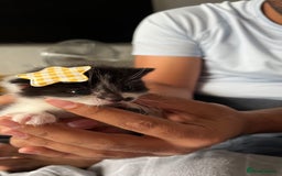 LaPerm cats for sale: Long Coat Laperm kittens - Image 14