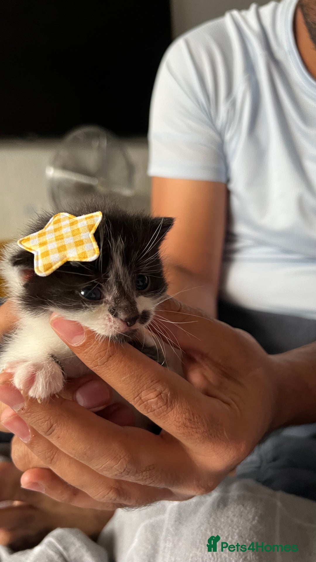 LaPerm cats for sale: Long Coat Laperm kittens - Image 14