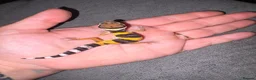 Leopard Gecko reptiles for sale: Leopard Geckos  - Advert 6