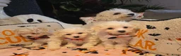 Bichon Frise dogs for sale: Bichon frise in Darlington - Advert 6