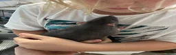 Rat rodents for sale: Two male rats with huge enclosure - Advert 7