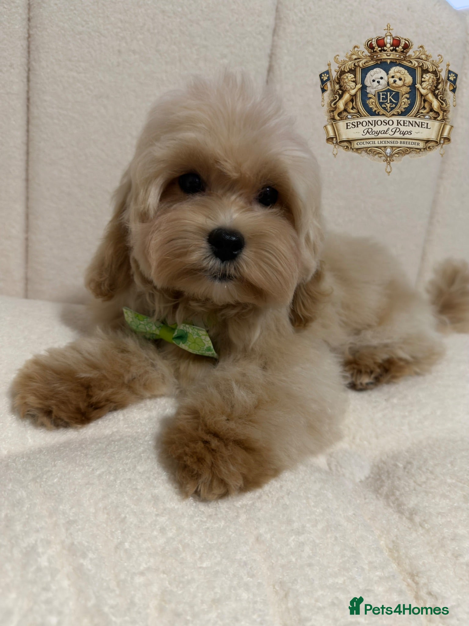 Maltipoo dogs 👑 Last Exquisite Esponjoso Royal maltipoo Boy 👑 - Advert 2