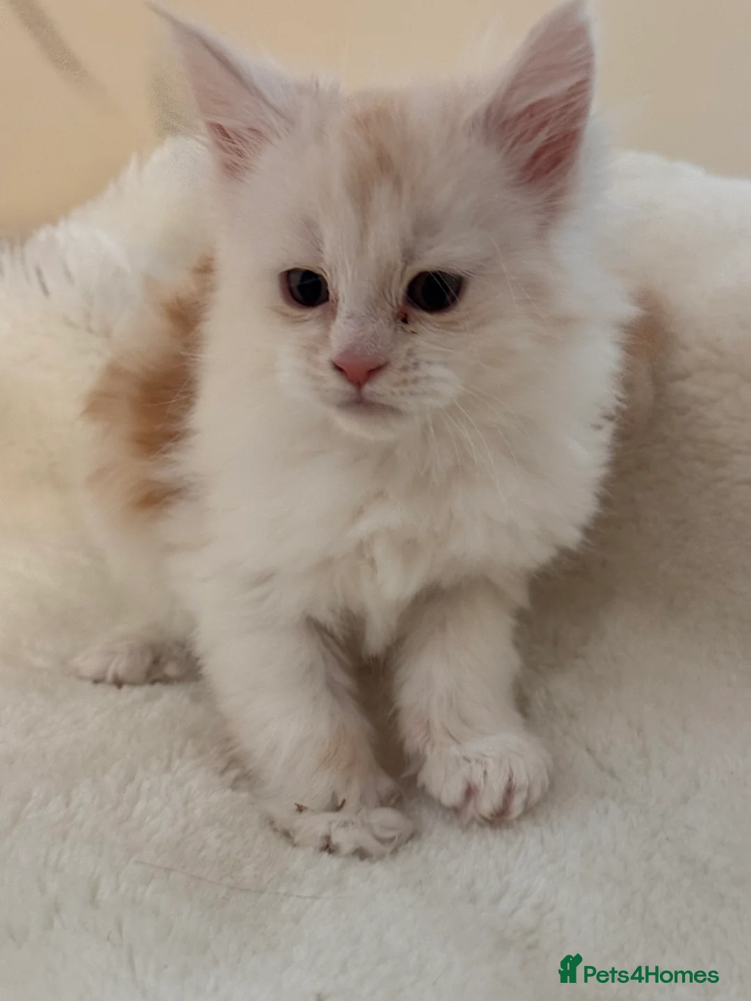 Maine Coon cats for sale: The last Maine Coon Shaded Line kittens pedigrees - Advert 2