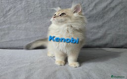 British Shorthair cats for sale: Pedigree golden British shorthair  - Image 7
