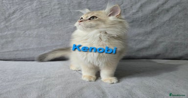British Shorthair cats - Advert 6