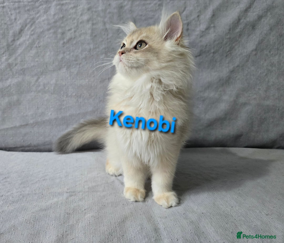 British Shorthair cats for sale: Pedigree golden British shorthair  - Image 7