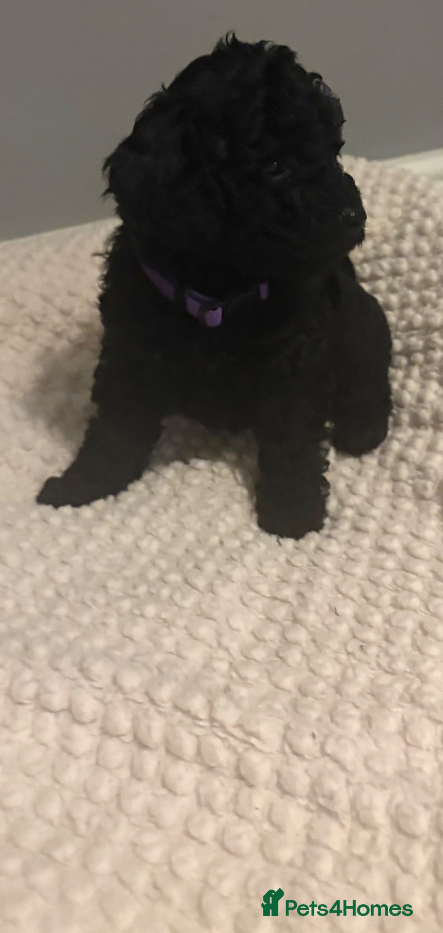 Cockapoo dogs Stop scrolling we have perfection 👇🐶 - Advert 5