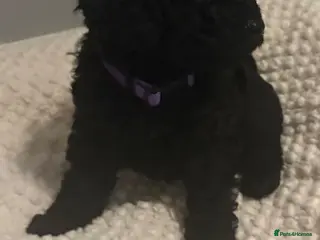 Cockapoo dogs Stop scrolling we have perfection 👇🐶 - Advert 5