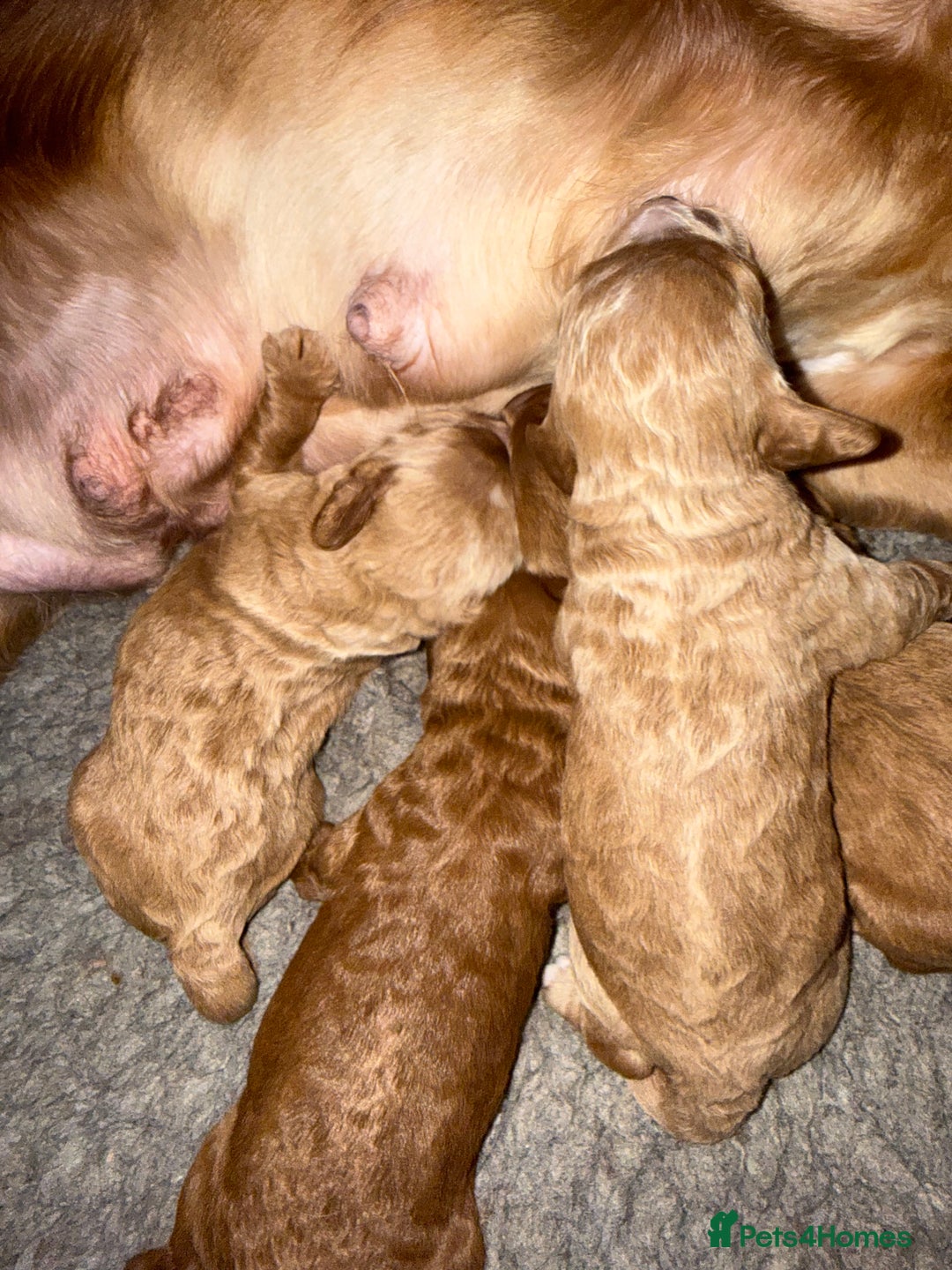 Cockapoo dogs for sale: F1 show type cockapoo puppies  - Advert 3