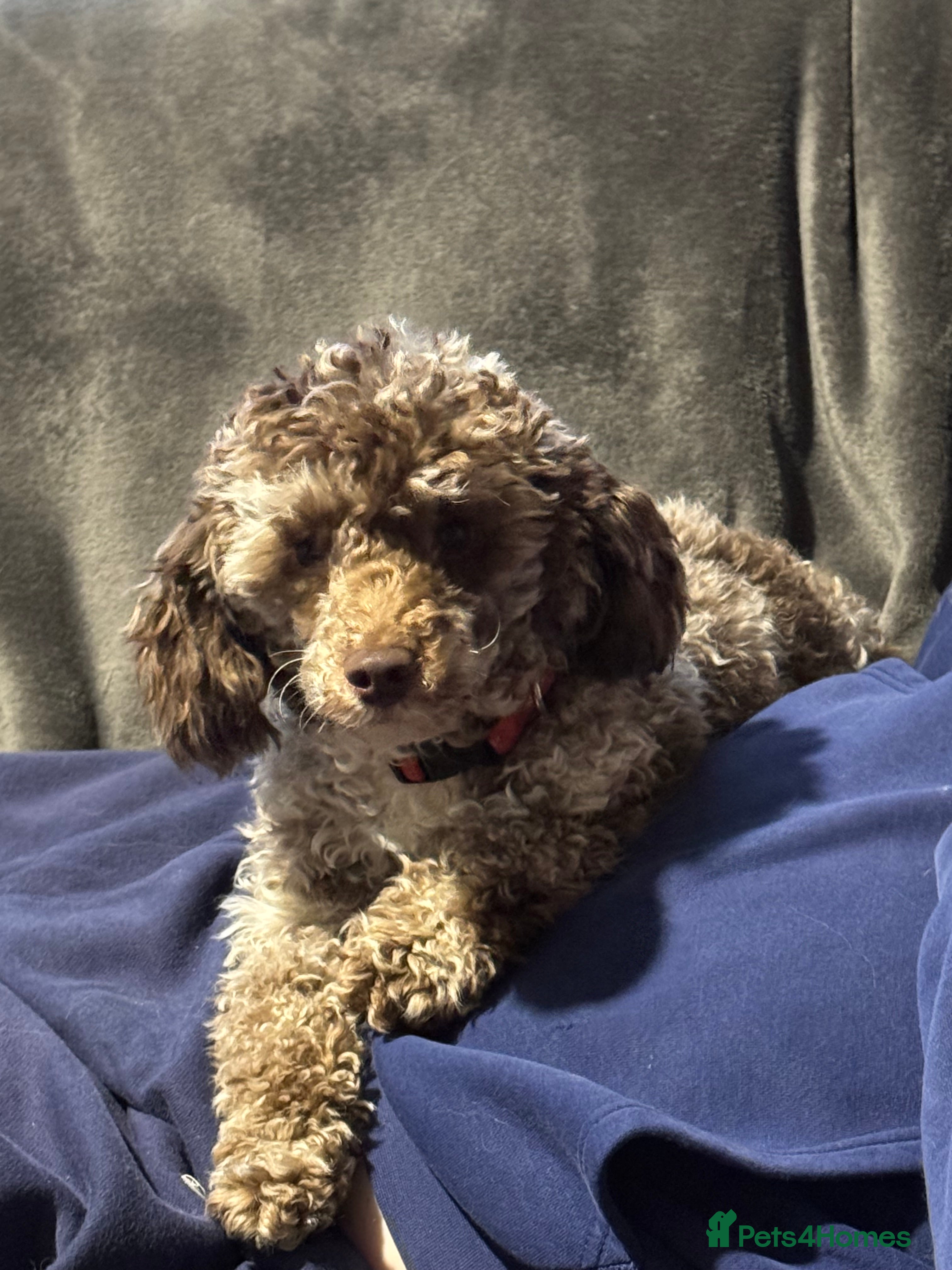 Toy Poodle dogs Toy Poodles - Advert 4