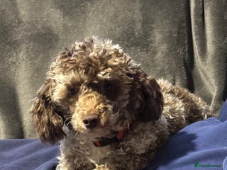 Toy Poodle dogs Toy Poodles - Advert 4