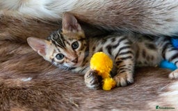 Bengal cats for sale: Stunning Bengal kittens  - Image 6