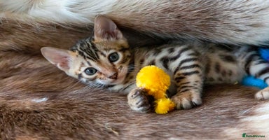 Bengal cats - Advert 7