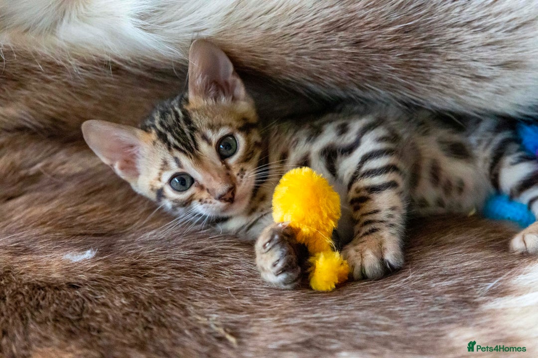 Bengal cats for sale: Stunning Bengal kittens  - Image 6