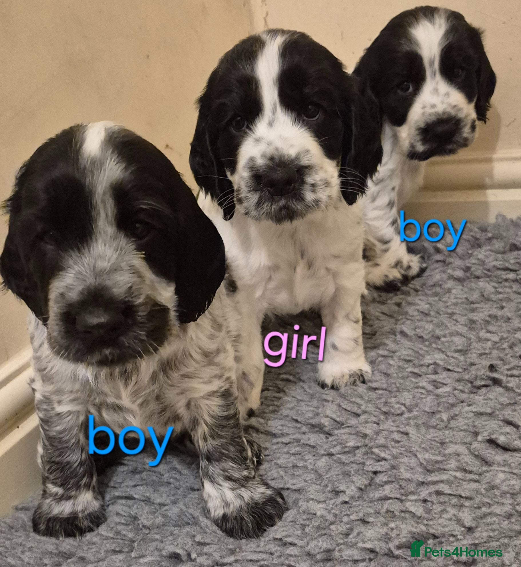 Cocker Spaniel dogs Kc registered showtype cocker spaniel puppies - Advert 6