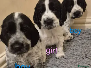 Cocker Spaniel dogs Kc registered showtype cocker spaniel puppies - Advert 6