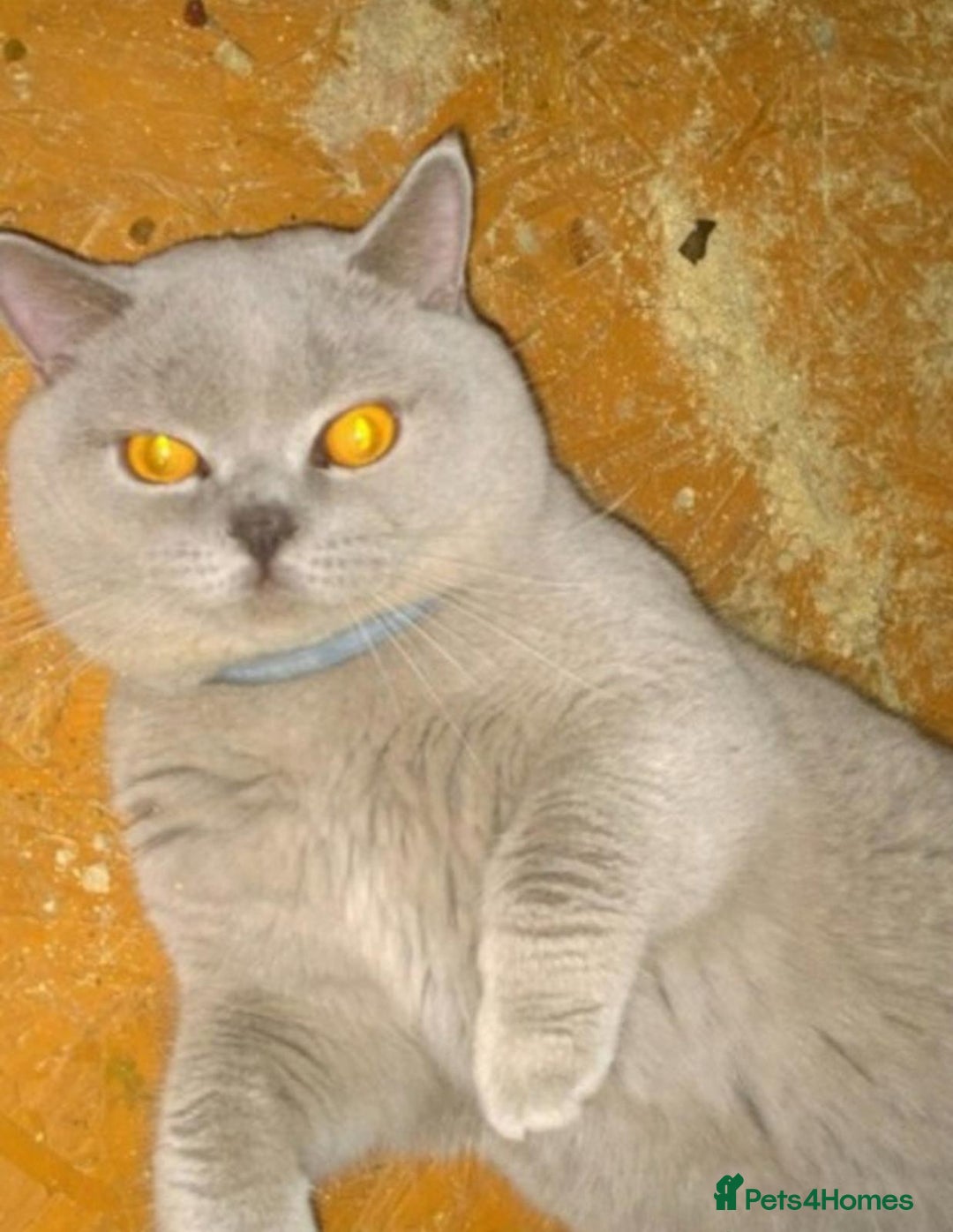 British Shorthair cats for sale:  🧶🐈‍⬛💫ADORABLE BSH KITTIES  💫🐈‍⬛🧶 - Advert 5