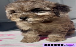 Cockapoo dogs for sale: BEAUTIFUL TOY F1B COCKAPOOS - Image 1
