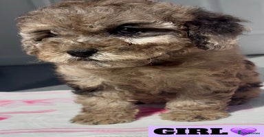 Cockapoo dogs - Advert 2
