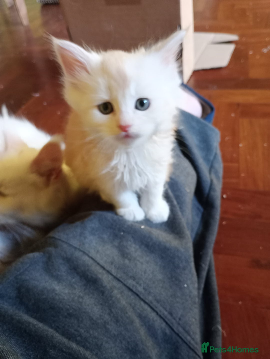 Maine Coon cats for sale: Maine coon kittens - Advert 4