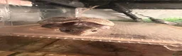 Turtle reptiles for sale: Two musk turtles  - Advert 6