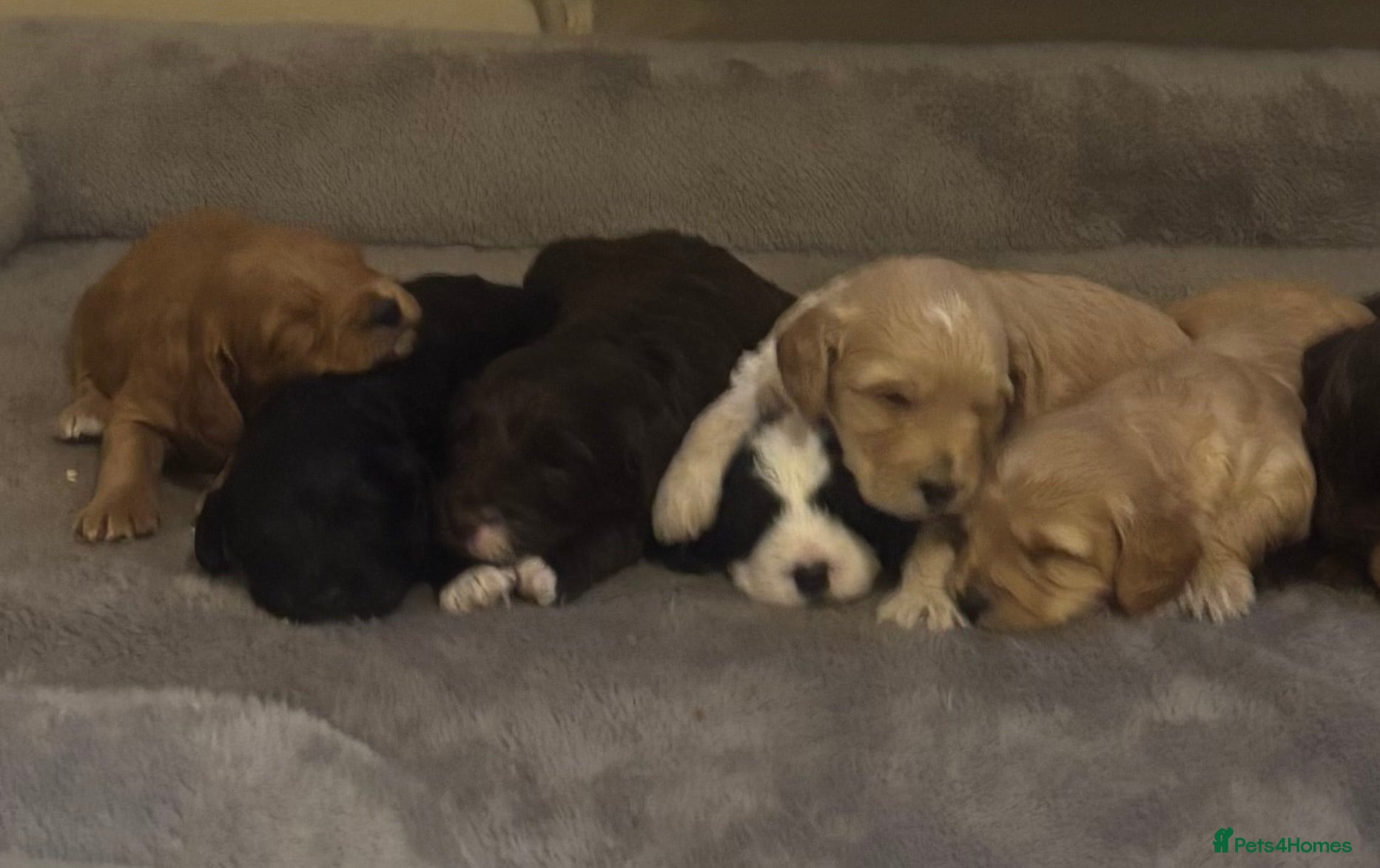 Cockapoo dogs Stunning F1 Cockapoos - Show H/Tested KC Parents!! - Advert 3