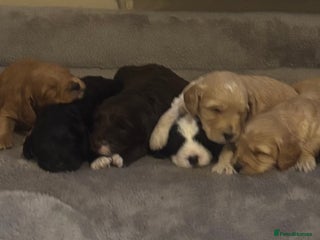 Cockapoo dogs Stunning F1 Cockapoos - Show H/Tested KC Parents!! - Advert 4