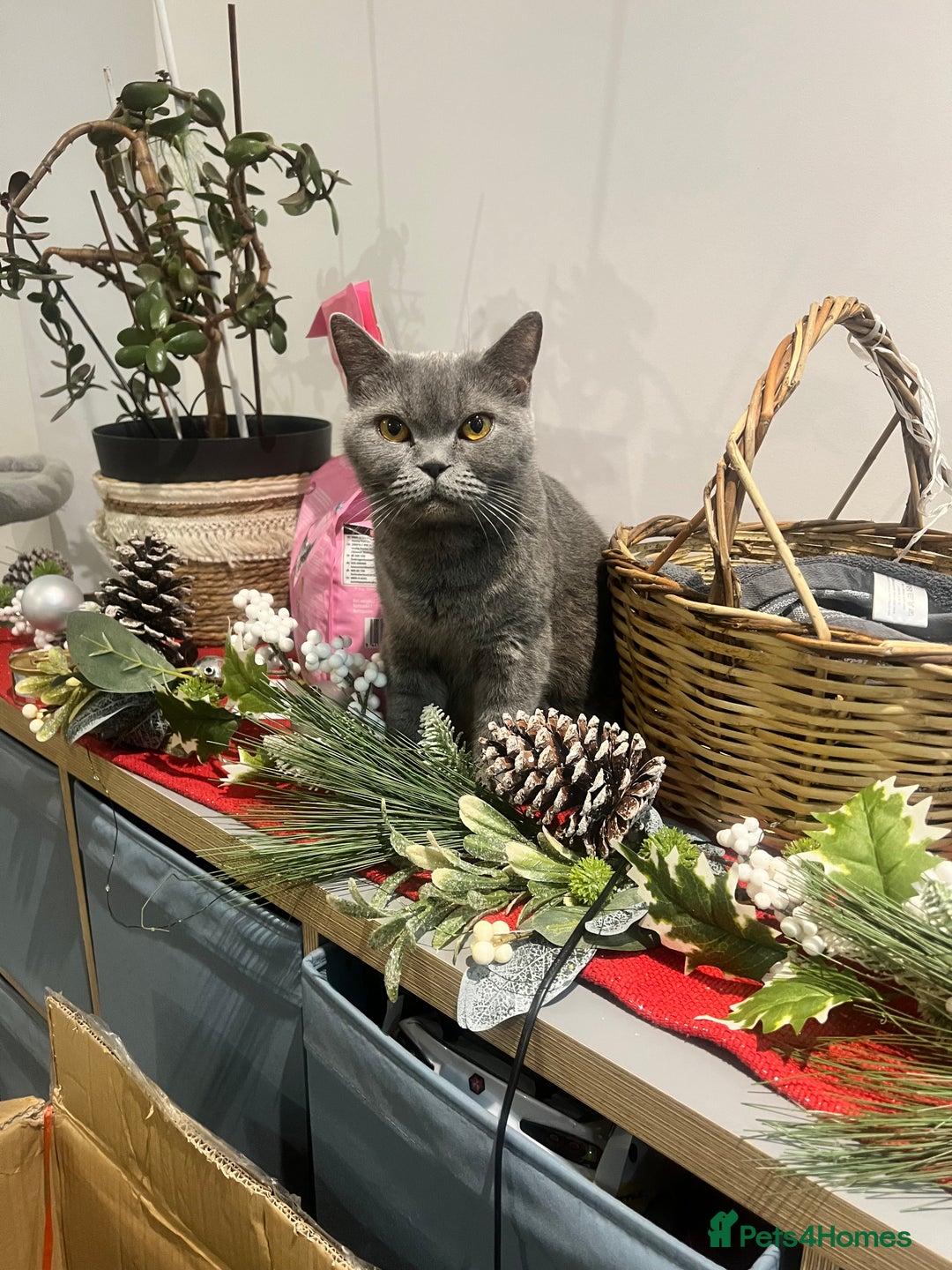 British Shorthair cats for sale: British Shorthair Kittens 🐱  - Advert 1