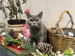 British Shorthair cats British Shorthair Kittens 🐱 - Advert 15